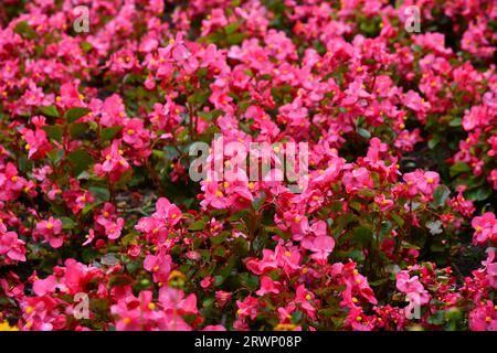 begonie di ghiaccio in fiore durante il periodo estivo Foto Stock