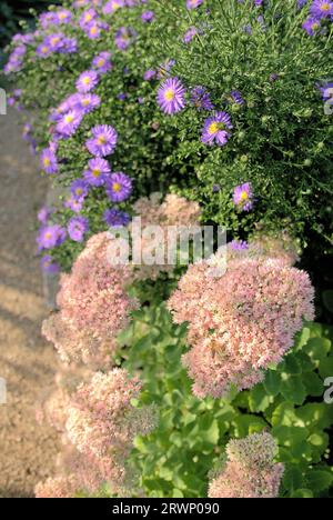 Giardino panoramico con piante di ghiaccio (sedum spectabile) e aster di New York (symphyotrichum novi-belgii) Foto Stock