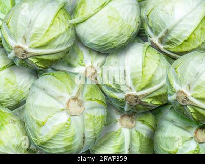 Mucchio di teste di cavolo verde fresco sparate dall'alto Foto Stock