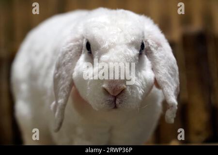 Coniglio bianco a pelo corto singolo - primo piano sulla testa Foto Stock