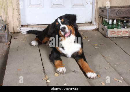 Cane da montagna bernese adagiato su veranda con vecchie tavole in legno. Vecchie casse Pepsi sullo sfondo. Foto Stock