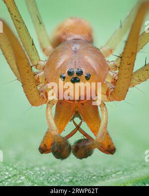 Ritratto di un ragno arancione maschile Common Sheetweb con larghe zampe, sfondo verde (Linyphia triangularis) Foto Stock