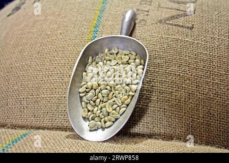 Chicchi di caffè non tostati con un misurino sui sacchetti di chicchi Foto Stock