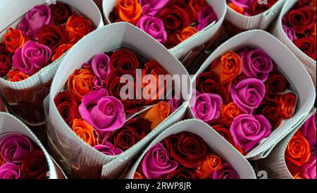 Rose rosse e rosa confezionate e pronte per l'esportazione nella regione di Tabacundo e Cayambe, a nord di Quito, Ecuador, Sud America. Foto Stock