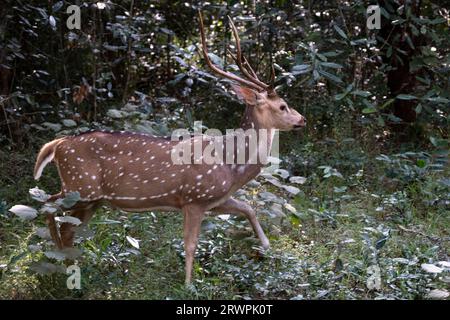 Sri Lanka. Una sottospecie endemica di Axis o cervi maculati (Axis Axis Ceylonensis) nei boschi del parco nazionale Wilpattu vicino ad Anuradhapura Foto Stock