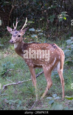 Sri Lanka. Una sottospecie endemica di Axis o cervi maculati (Axis Axis Ceylonensis) nei boschi del parco nazionale Wilpattu vicino ad Anuradhapura Foto Stock