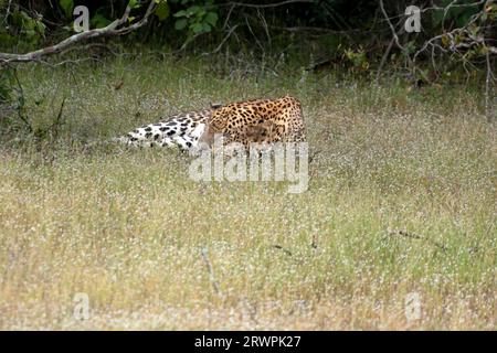 Asia, Sri Lanka, parco nazionale di Wilpattu, una Leopad dello Sri Lanka (Panthera pardus kotiya) addormentata in un prato di fiori selvatici. Luce del giorno. Copia spazio Foto Stock
