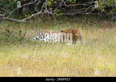 Asia, Sri Lanka, parco nazionale di Wilpattu, una Leopad dello Sri Lanka (Panthera pardus kotiya) addormentata in un prato di fiori selvatici. Luce del giorno. Copia spazio Foto Stock
