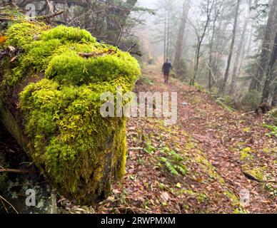 Le felci brillanti crescono sul tronco caduto accanto al sentiero degli Appalachi con l'escursionista sullo sfondo Foto Stock