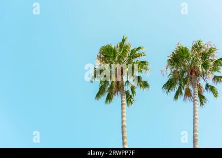 Due alte palme con sfondo blu chiaro e verde cielo Foto Stock