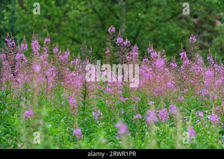 Fiori di alghe (Chamaenerion angustifolium), Columbia Britannica, Canada. Foto Stock