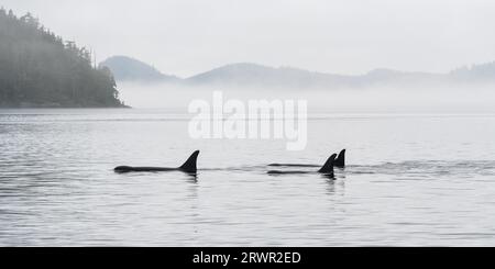 Panorama delle tre Orca (Orcinus orca) con tour di avvistamento delle balene, Telegraph Cove, Isola di Vancouver, Columbia Britannica, Canada. Foto Stock