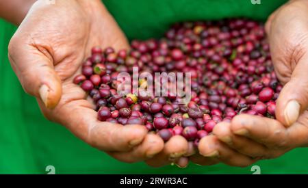 il coltivatore di caffè sta raccogliendo i chicchi di caffè Foto Stock