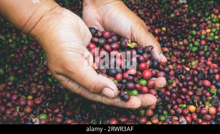 il coltivatore di caffè sta raccogliendo i chicchi di caffè Foto Stock