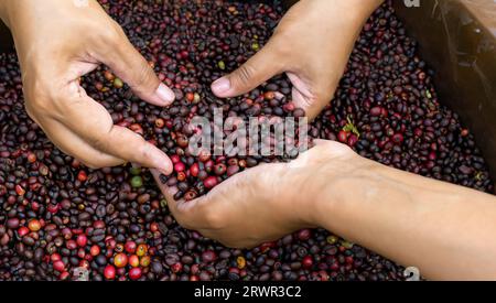 il coltivatore di caffè sta raccogliendo i chicchi di caffè Foto Stock