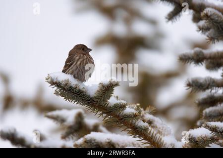 uccello arroccato su un ramo sempreverde innevato nella neve Foto Stock