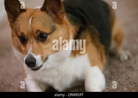 primo piano del corgi gallese di pembroke Foto Stock