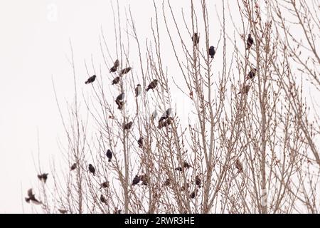 stormo di uccelli arroccati in inverno sugli alberi di aspen Foto Stock