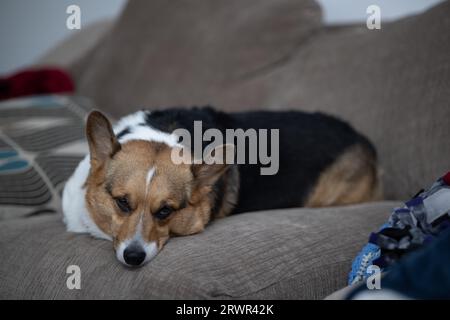 pembroke corgi gallesi dorme su un divano marrone Foto Stock