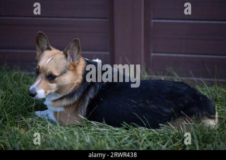pembroke corgi gallesi rilassanti in erba verde Foto Stock