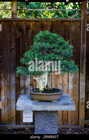 albero bonsai di ginepro californiano seduto su un tavolo di pietra Foto Stock