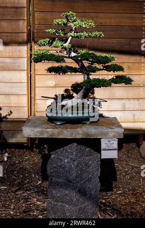 albero di bonsai di olmo seduto su un tavolo di pietra con sfondo di legno Foto Stock