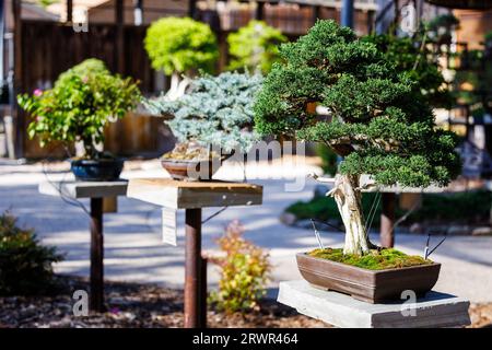 fila di bonsai in un giardino di bonsai Foto Stock