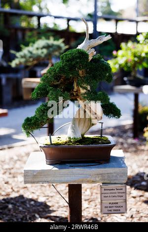 shimpaku tanuki bonsai albero seduto su un tavolo di pietra Foto Stock