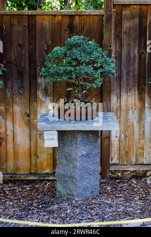 albero bonsai di olmo di corteccia di sughero seduto su un tavolo di pietra Foto Stock