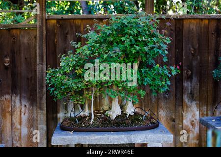 ampio albero di bonsai verde seduto su un tavolo di pietra con muschio Foto Stock