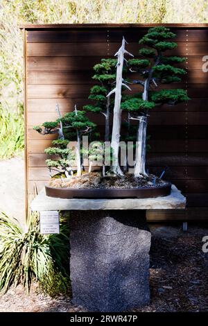 albero bonsai di ginepro seduto su un tavolo di pietra Foto Stock