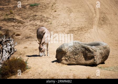 asino che pascolava da un vecchio ceppo nella savana Foto Stock