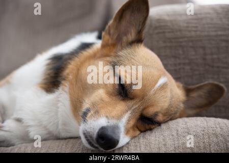 ritratto di corgi gallesi pembroke che dorme su un divano marrone Foto Stock