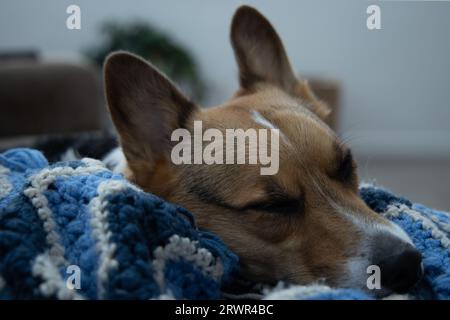 ritratto di un corgi gallese pembroke che dorme su una coperta blu Foto Stock