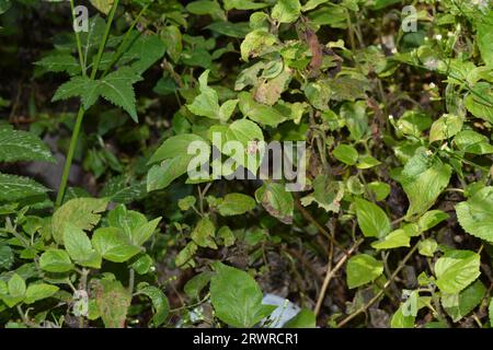 Apis mellifera (Honeybee) su una foglia verde in una giornata di sole, con sfondo vegetativo verde, estinzione delle api. Foto Stock