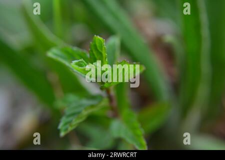 Celebra la bellezza dei nuovi inizi: Un'accattivante macro primo piano cattura l'essenza della crescita mentre una foglia verde vibrante emerge dal cuore di n Foto Stock