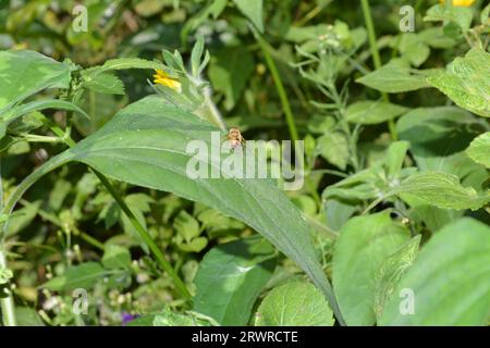 Apis mellifera (Honeybee) su una foglia verde in una giornata di sole, con sfondo vegetativo verde, estinzione delle api. Foto Stock