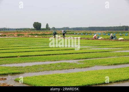 CONTEA DI LUANNAN, Cina - 18 maggio 2022: Gli agricoltori stanno smistando le aiuole di riso e si preparano a trapiantare le piantine di riso, Cina settentrionale Foto Stock