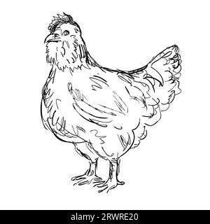 Disegno in stile bozzetto raffigurante una gallina Ameraucana, una razza americana di pollo domestico vista da un lato su sfondo bianco isolato fatto in BL Foto Stock