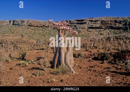 L'Adenium obesum, più comunemente noto come rosa del deserto, è una specie velenosa di pianta da fiore appartenente alla tribù Nerieae della sottofamiglia Apocyn Foto Stock