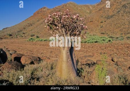 L'Adenium obesum, più comunemente noto come rosa del deserto, è una specie velenosa di pianta da fiore appartenente alla tribù Nerieae della sottofamiglia Apocyn Foto Stock