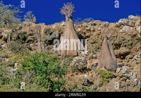 L'Adenium obesum, più comunemente noto come rosa del deserto, è una specie velenosa di pianta da fiore appartenente alla tribù Nerieae della sottofamiglia Apocyn Foto Stock