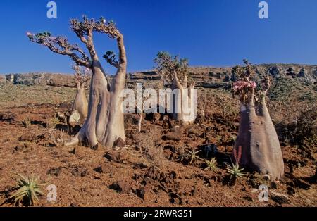 L'Adenium obesum, più comunemente noto come rosa del deserto, è una specie velenosa di pianta da fiore appartenente alla tribù Nerieae della sottofamiglia Apocyn Foto Stock