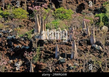 L'Adenium obesum, più comunemente noto come rosa del deserto, è una specie velenosa di pianta da fiore appartenente alla tribù Nerieae della sottofamiglia Apocyn Foto Stock