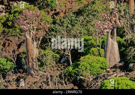 L'Adenium obesum, più comunemente noto come rosa del deserto, è una specie velenosa di pianta da fiore appartenente alla tribù Nerieae della sottofamiglia Apocyn Foto Stock