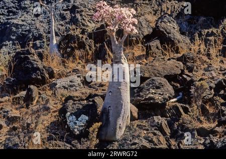 L'Adenium obesum, più comunemente noto come rosa del deserto, è una specie velenosa di pianta da fiore appartenente alla tribù Nerieae della sottofamiglia Apocyn Foto Stock