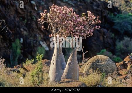 L'Adenium obesum, più comunemente noto come rosa del deserto, è una specie velenosa di pianta da fiore appartenente alla tribù Nerieae della sottofamiglia Apocyn Foto Stock