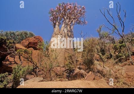 L'Adenium obesum, più comunemente noto come rosa del deserto, è una specie velenosa di pianta da fiore appartenente alla tribù Nerieae della sottofamiglia Apocyn Foto Stock