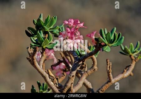 L'Adenium obesum, più comunemente noto come rosa del deserto, è una specie velenosa di pianta da fiore appartenente alla tribù Nerieae della sottofamiglia Apocyn Foto Stock