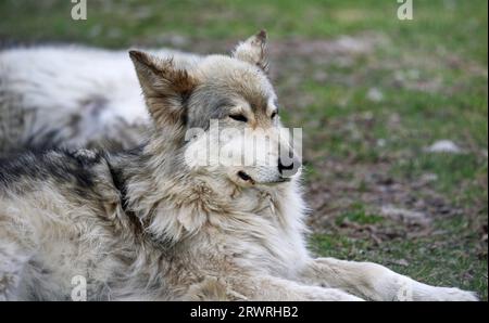 Young Sleeping Wolfdog - Canada Foto Stock